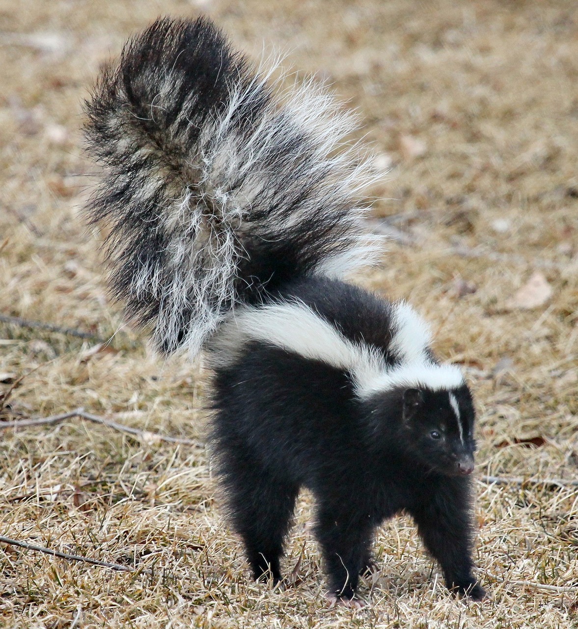 skunk-1239764_1280